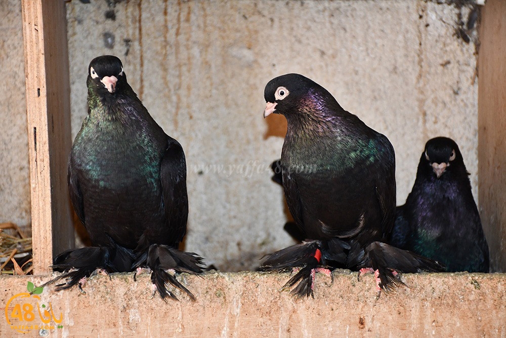 zohdi 3ashoor (25).jpeg